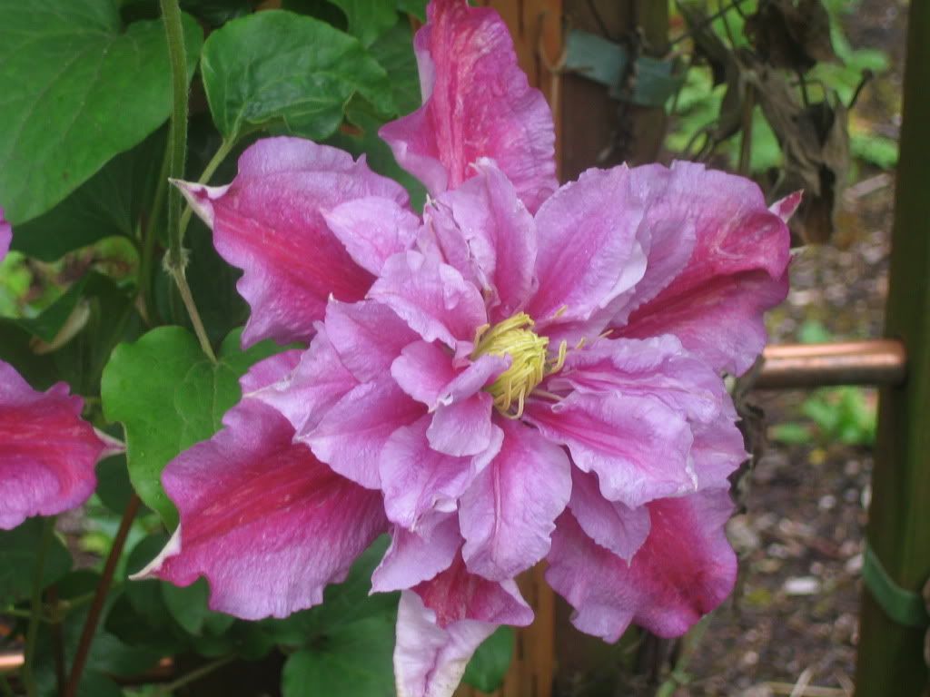 'Piilu'  clematis